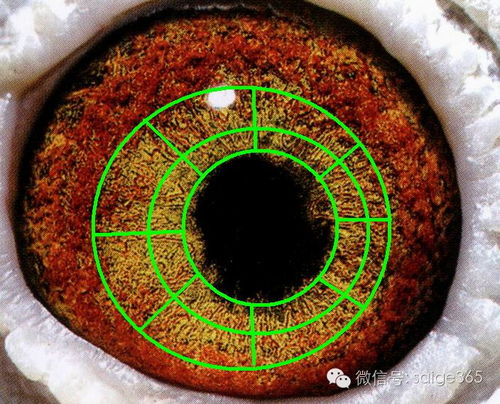 鸽眼适应圈与光学仪器